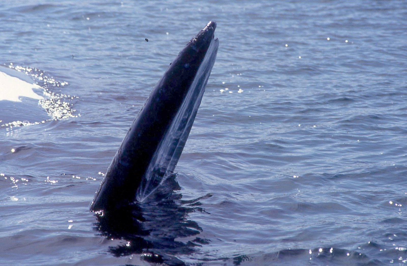 Valdés Peninsula 05